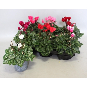 Cyclamen Super Serie gemengd in kist