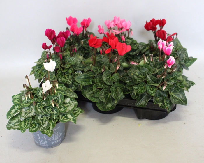 <h4>Cyclamen Super Serie gemengd in kist</h4>