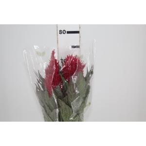 CELOSIA PLUMOSA CENTURY RED 070 CM