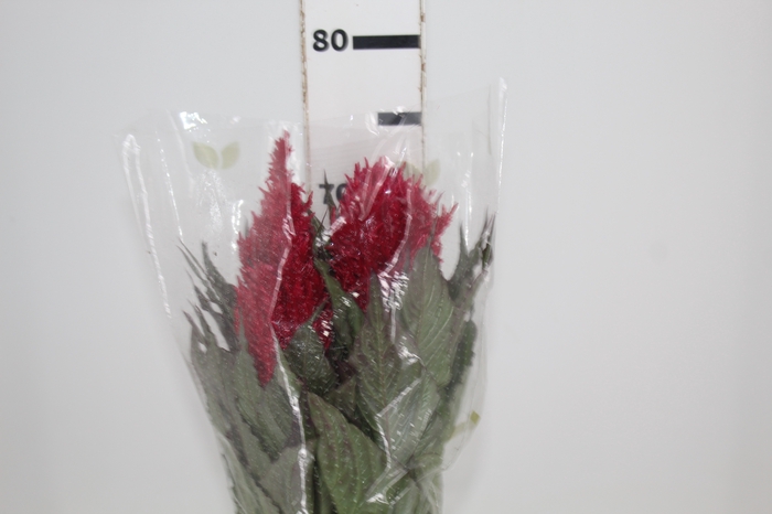 CELOSIA PLUMOSA CENTURY RED 070 CM