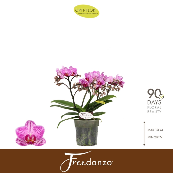 <h4>PHAL OPTI FREEDANZO ROBIN 3-5 SPIKE</h4>