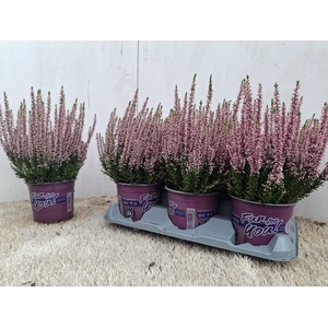 CALLU BL  MICHELLE