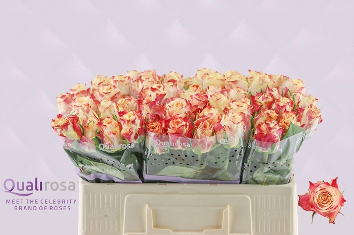 <h4>R Gr Chapeau</h4>