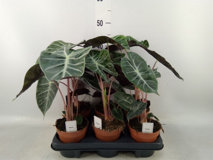 <h4>Alocasia   ...</h4>