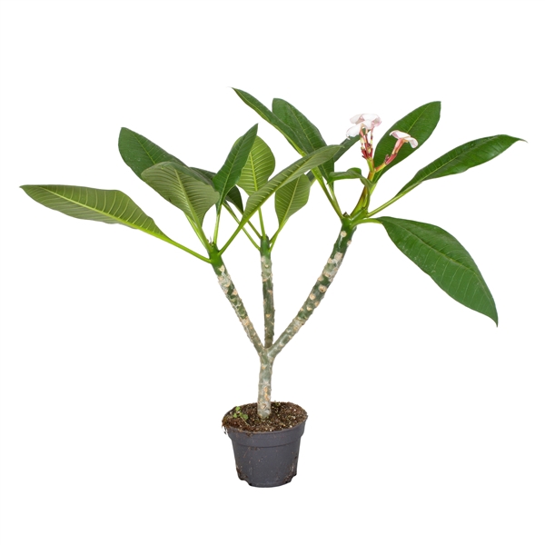 <h4>Plumeria Hawaiian 2/3 vertakt wit</h4>
