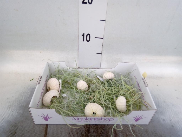<h4>Arr. Tillandsia L%</h4>