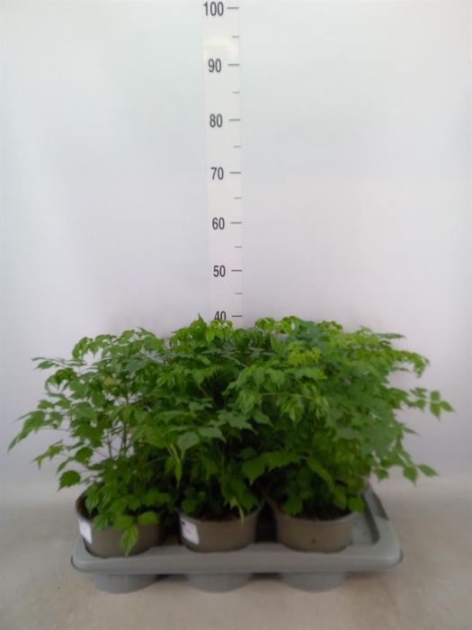 <h4>Radermachera sinica</h4>