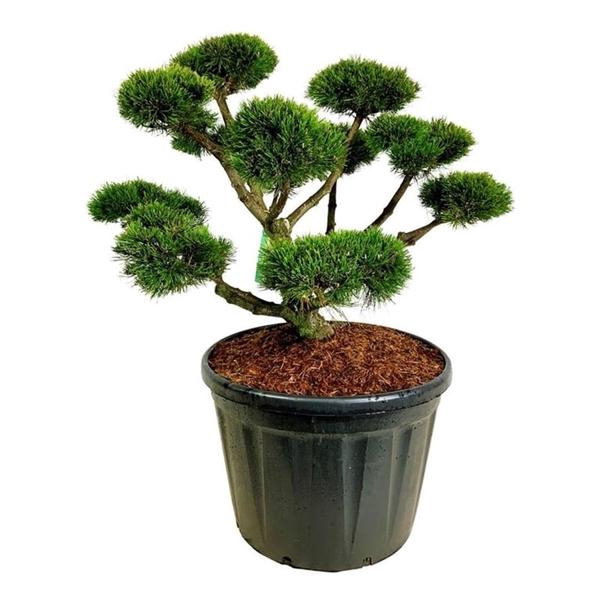 <h4>Pinus mugo 'Gnom'</h4>