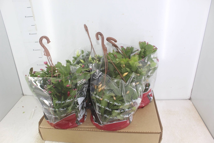 <h4>FLOR DE MAIO C21</h4>