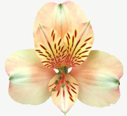 <h4>Alstr Canyon</h4>