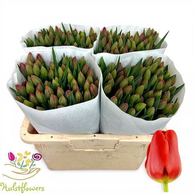 <h4>TU EN RESCUE</h4>