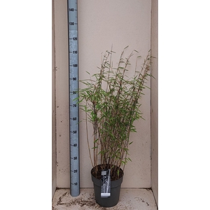 Fargesia nitida 'Volcano'