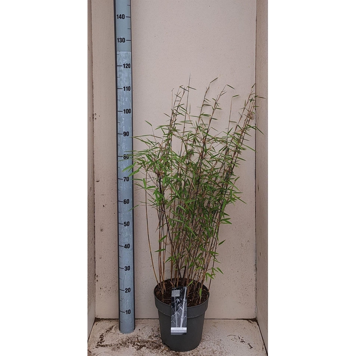 <h4>Fargesia nitida 'Volcano'</h4>