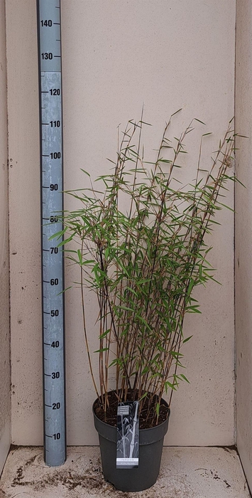 Fargesia nitida 'Volcano'