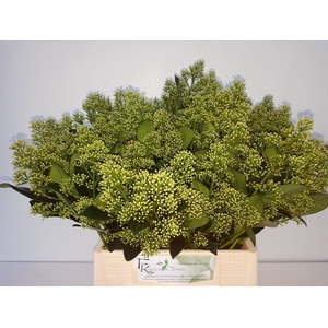 Skimmia Yuki Kuijpers