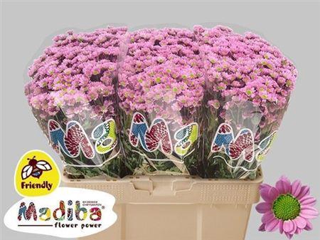 <h4>Chr San Mad Tanga Pi</h4>