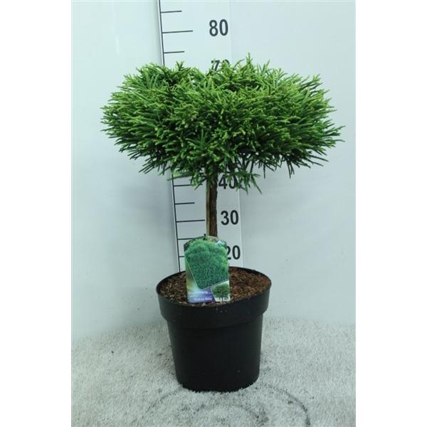 <h4>Cryptomeria jap. 'Globosa Nana' op stam P29 potgedrukt</h4>