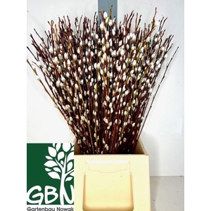 Salix Wilgenkatjes