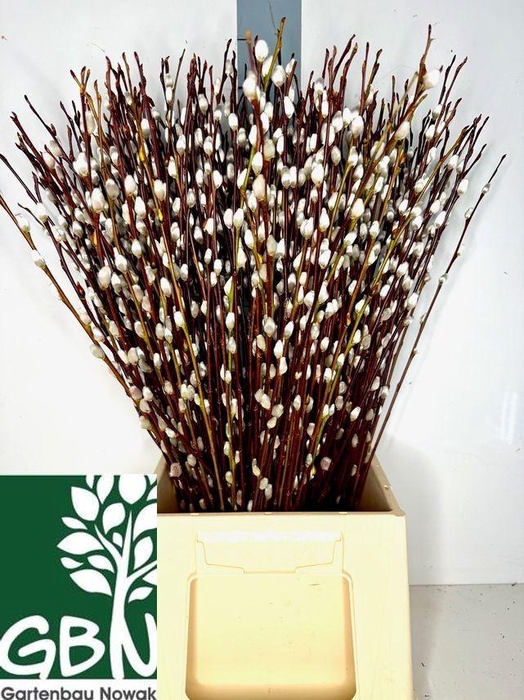 <h4>SALIX WILGENKATJES</h4>