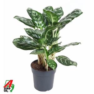 Aglaonema Amazone Silver