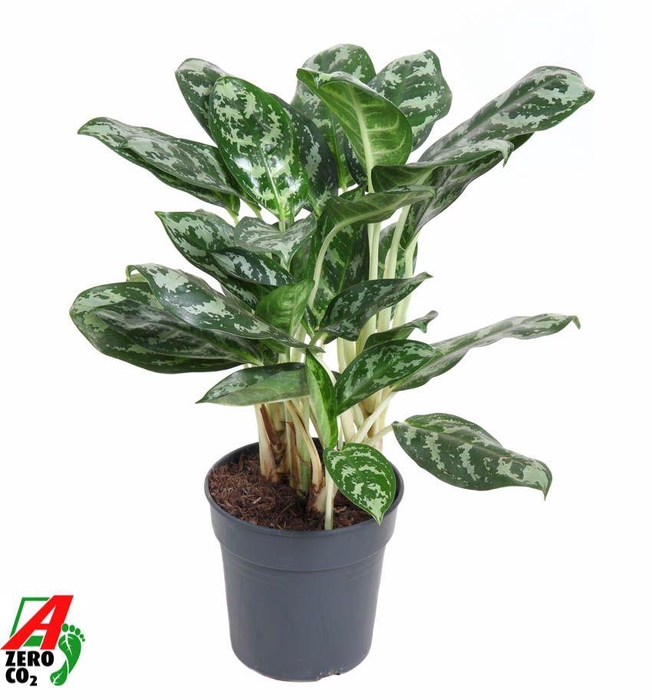 <h4>Aglaonema Amazone Silver</h4>