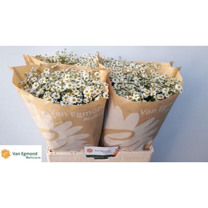 Tanacetum part Cameron