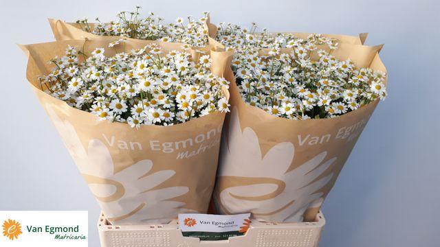 <h4>Tanacetum part Cameron</h4>