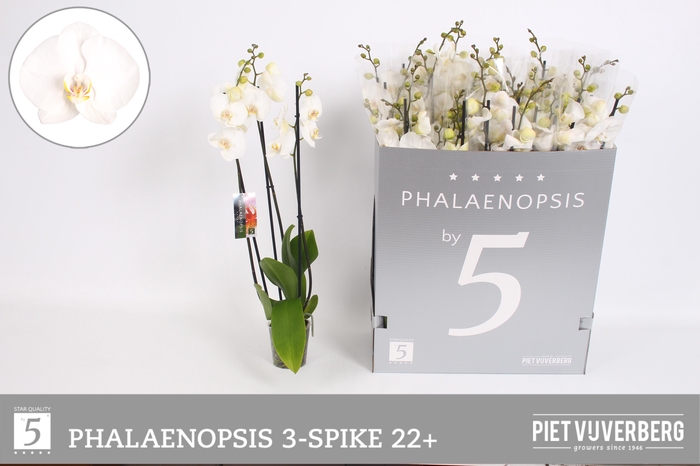 <h4>PHAL OV WIT</h4>