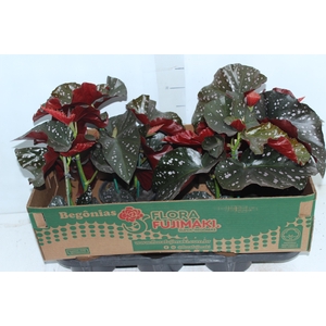 BEGONIA MARI P15