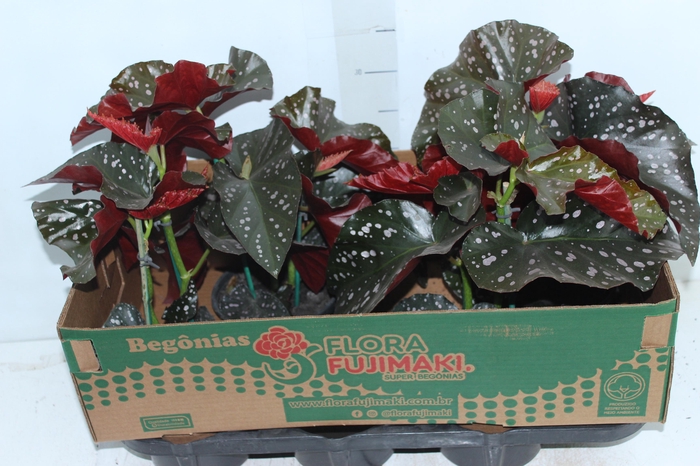 <h4>BEGONIA MARI P15</h4>