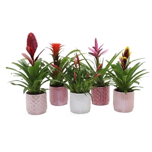 Bromelia variés