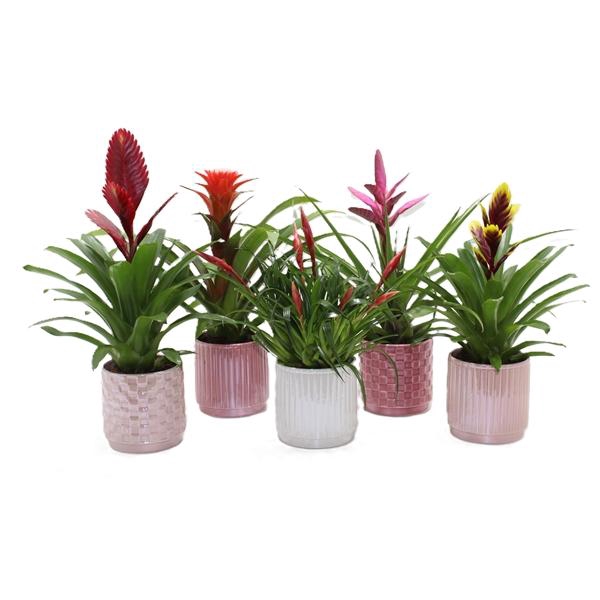 <h4>Bromelia variés</h4>