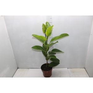 FICUS ALTISSIMA P17