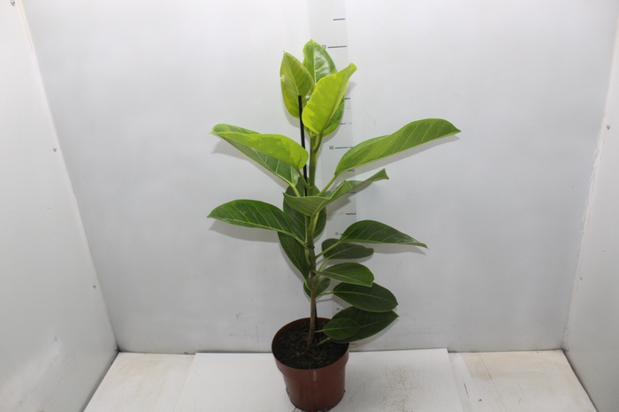 <h4>FICUS ALTISSIMA P17</h4>