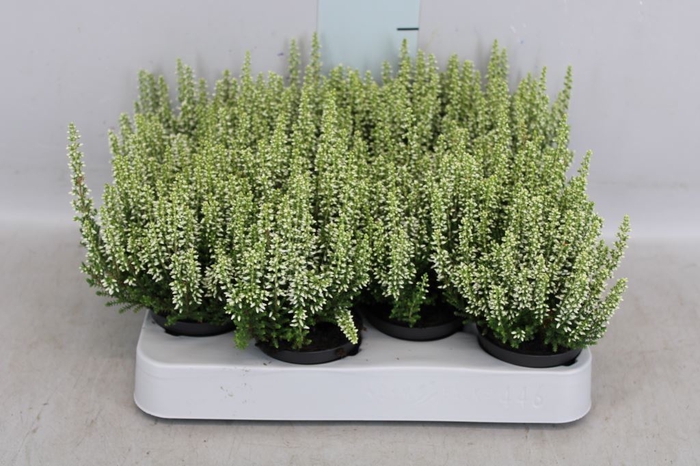 <h4>Calluna vulg. 'Beauty L Venca'</h4>