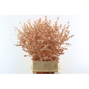 Ilex Klbh Copper Stem
