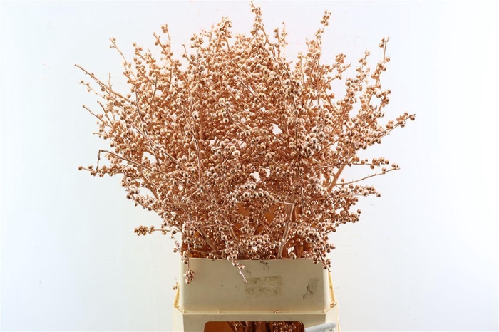 <h4>Ilex Klbh Copper Stem</h4>