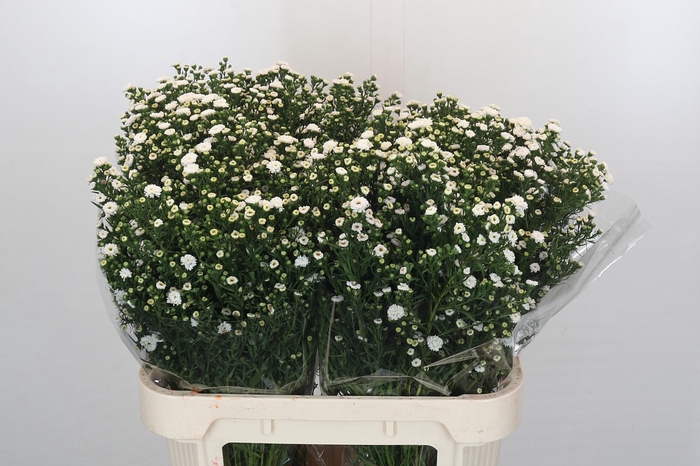 Aster Baby White