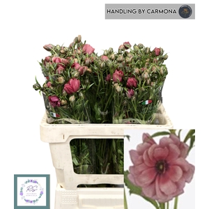 RAN N MODERN ENERGIA