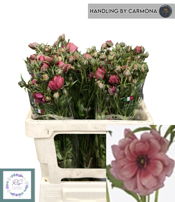 <h4>RAN N MODERN ENERGIA</h4>