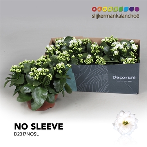 Kalanchoe No Sleeve - White