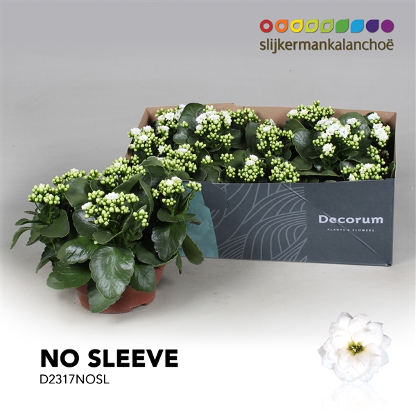 <h4>Kalanchoe No Sleeve - White</h4>