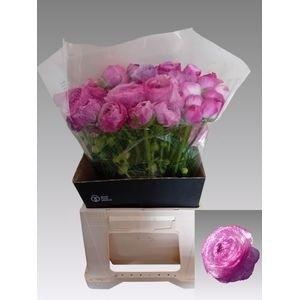 <h4>RAN EL VIOLET</h4>