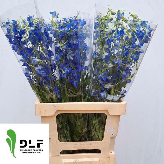 <h4>DELPH EN VOLKERFRIED</h4>