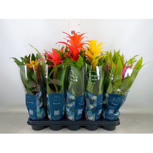 Guzmania   ...mix 5