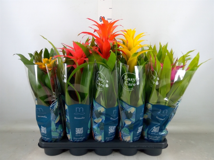 <h4>Guzmania   ...mix 5</h4>