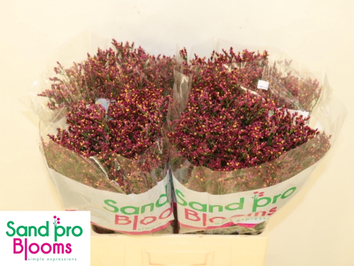 <h4>LIM SIN SCARLET DIA</h4>