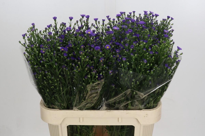 <h4>Aster Casamare</h4>