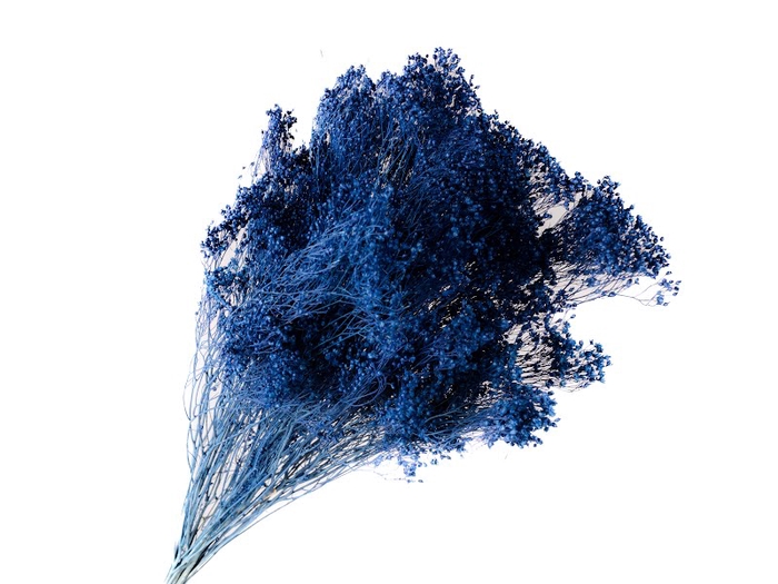 Broom Bloom Blue Dark
