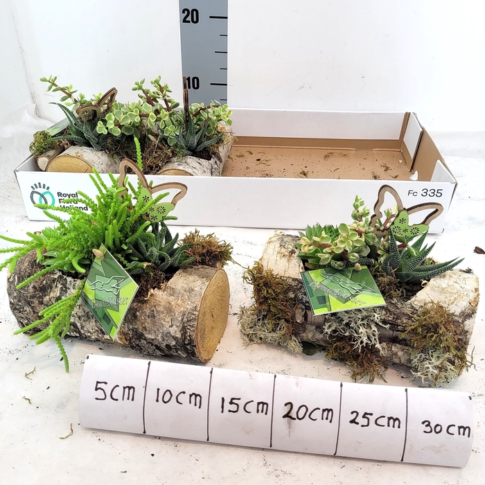 <h4>ARR TUINPLANTEN</h4>